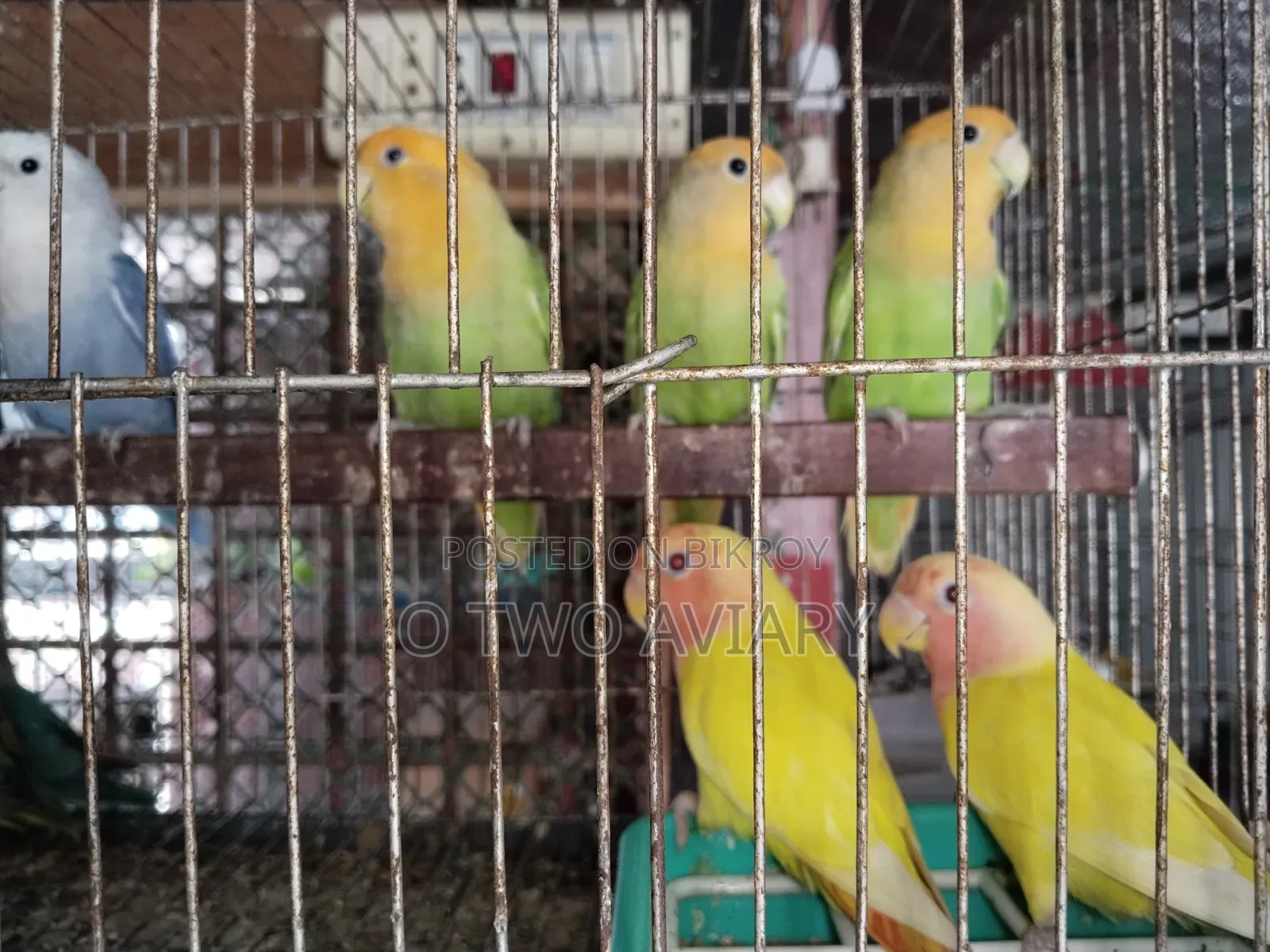 লাভবার্ডস এডাল্ট প্লেয়ার