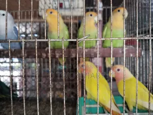 লাভবার্ডস এডাল্ট প্লেয়ার