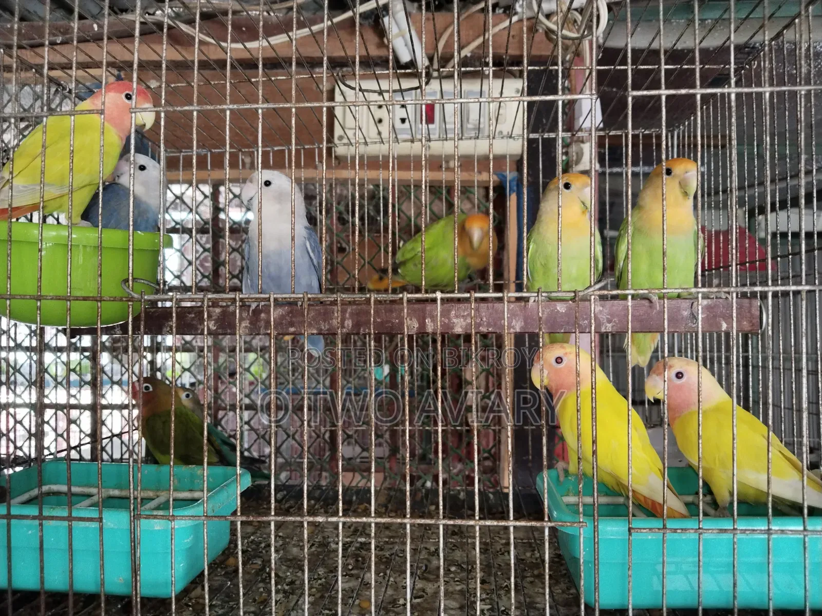লাভবার্ডস এডাল্ট প্লেয়ার