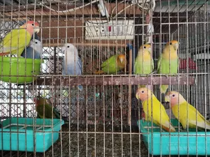 লাভবার্ডস এডাল্ট প্লেয়ার