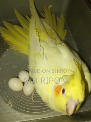 Pearl Cockatiel Female, laid four eggs alone, first location Khilgaon