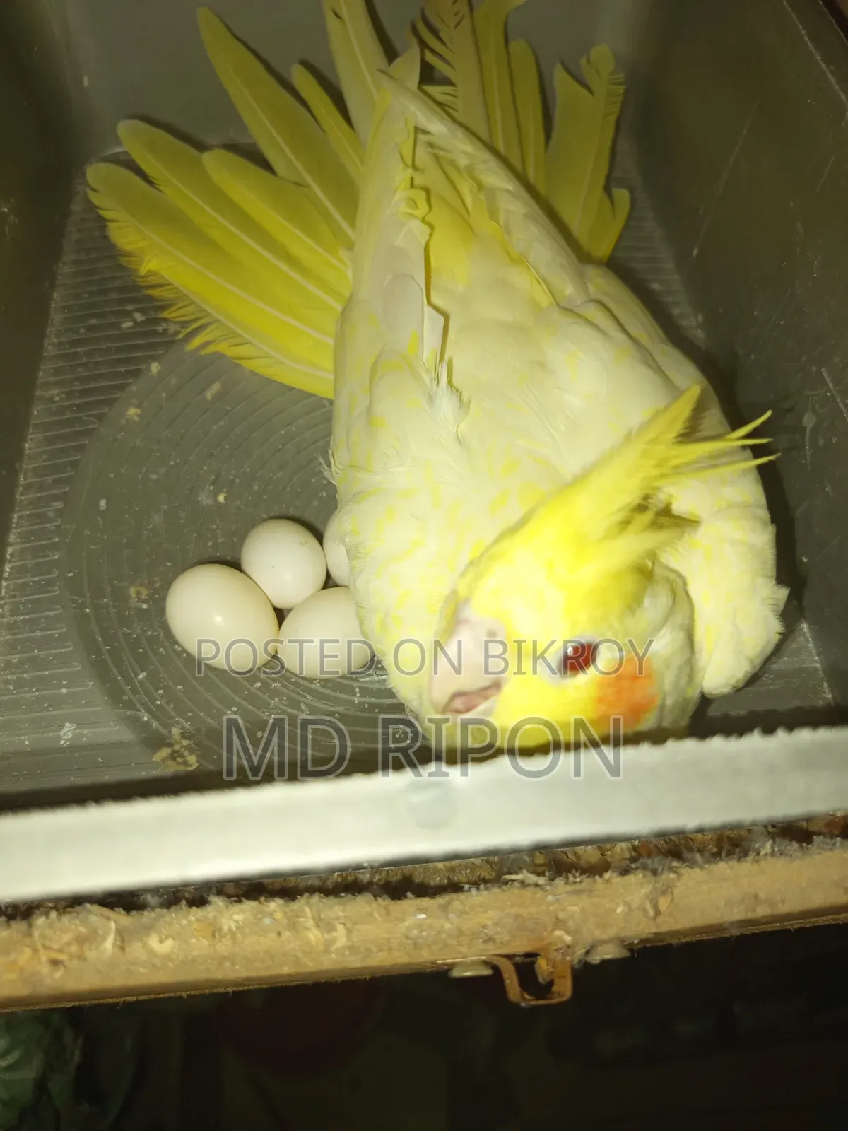 Pearl Cockatiel Female, laid four eggs alone, first location Khilgaon