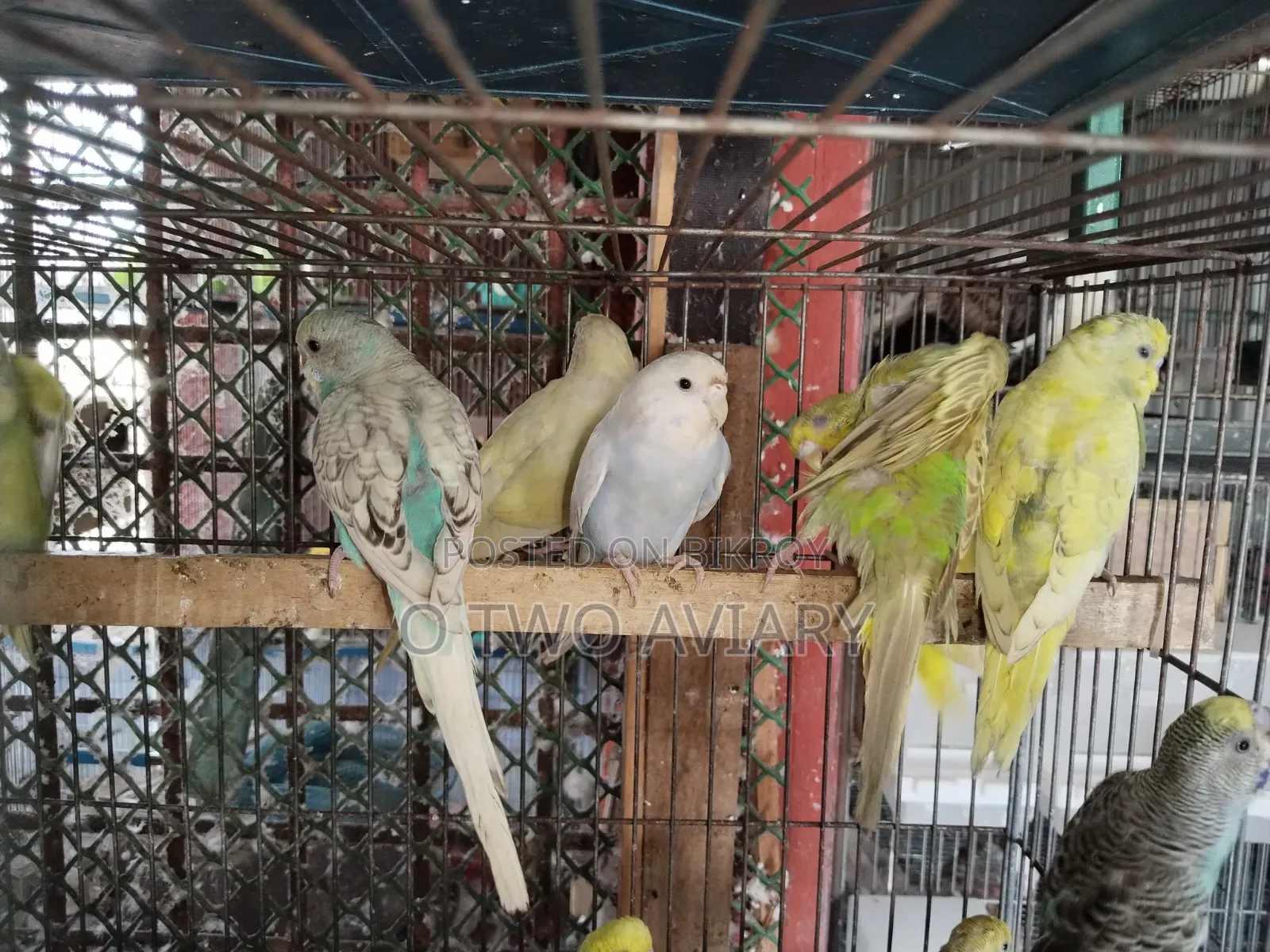 বাজরিকা নিউ অ্যাডাল্ট লট সেল