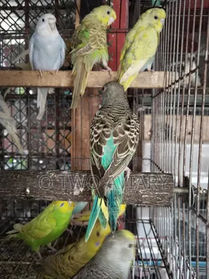 বাজরিকা নিউ অ্যাডাল্ট লট সেল