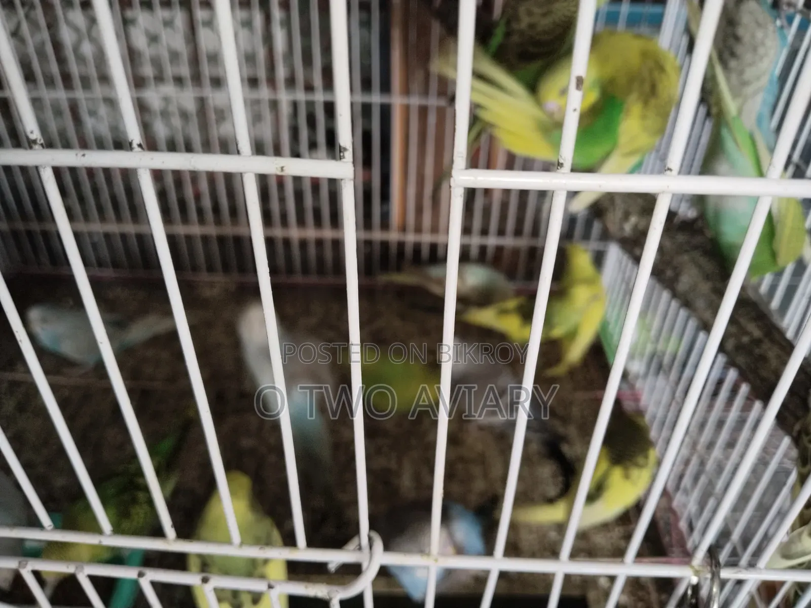 বাজরিকা নিউ অ্যাডাল্ট লট সেল