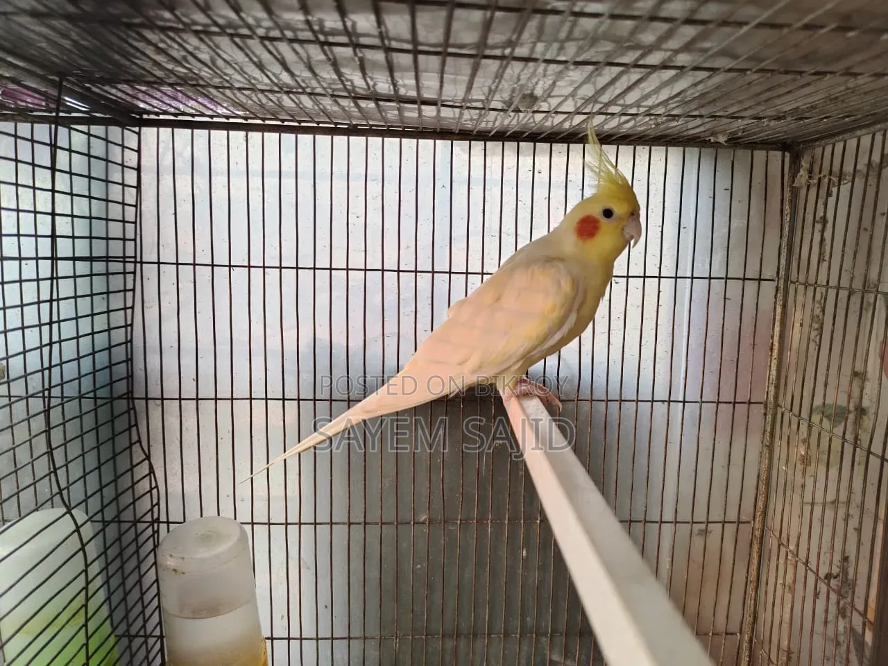 Cockatiel Bird