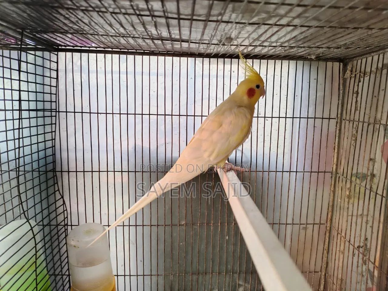 Cockatiel Bird