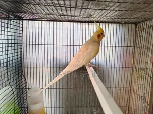 Cockatiel Bird