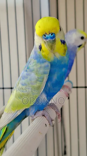 Rainbow Adult Pair