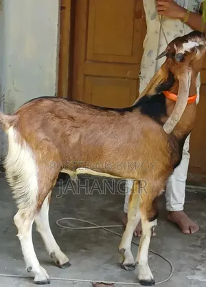 High Quality Male Goat 8 Months Old