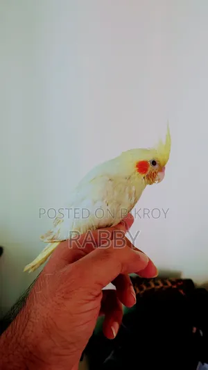 Tame Cockatiel