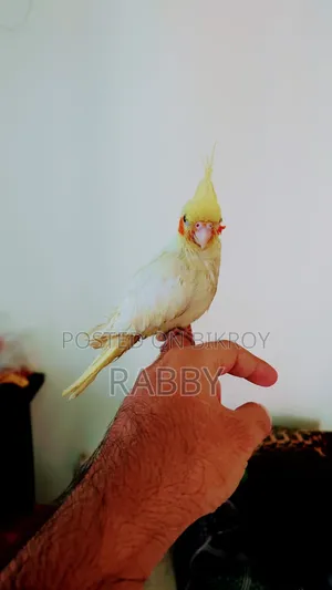 টেম ককাটেল