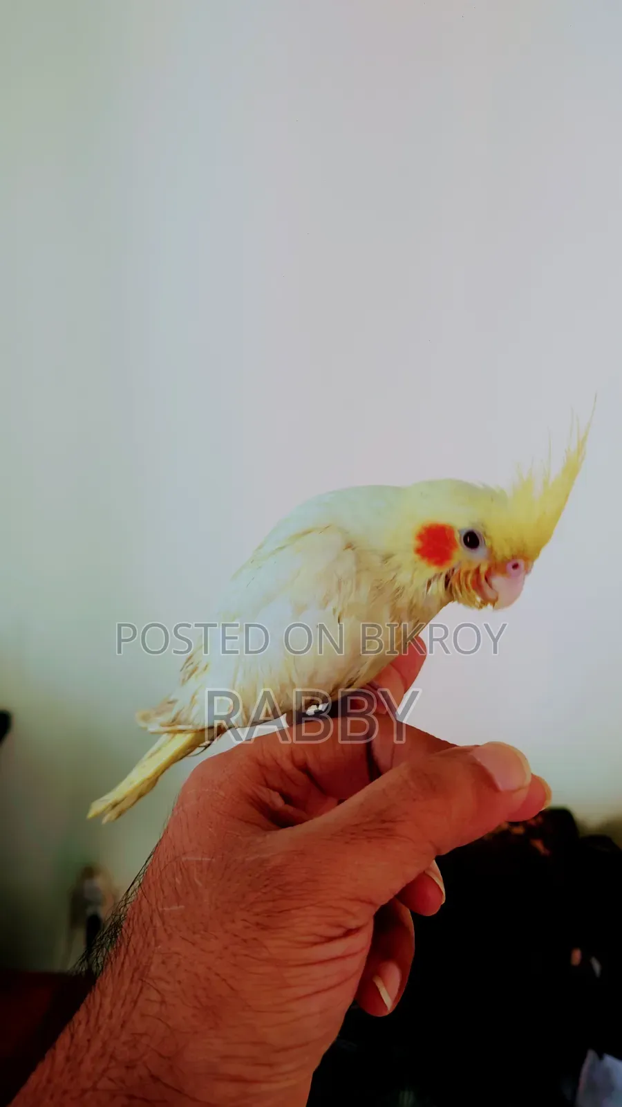 টেম ককাটেল