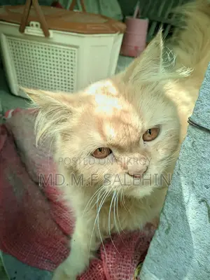 6-12 months Male Purebred Persian