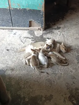 ০-১ মাস বয়সী পুরুষ মিশ্র জাতের বেঙ্গল