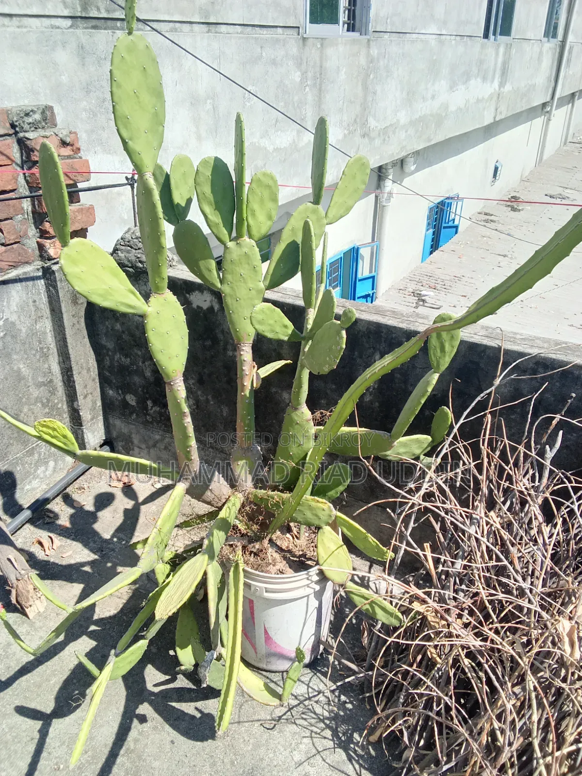 Prickly Pear Cactus / Opuntia Phanimansa
