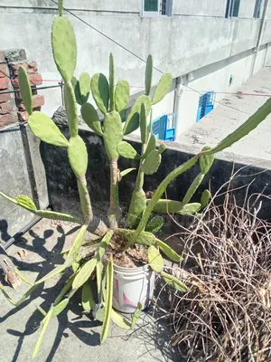 Prickly Pear Cactus / Opuntia Phanimansa