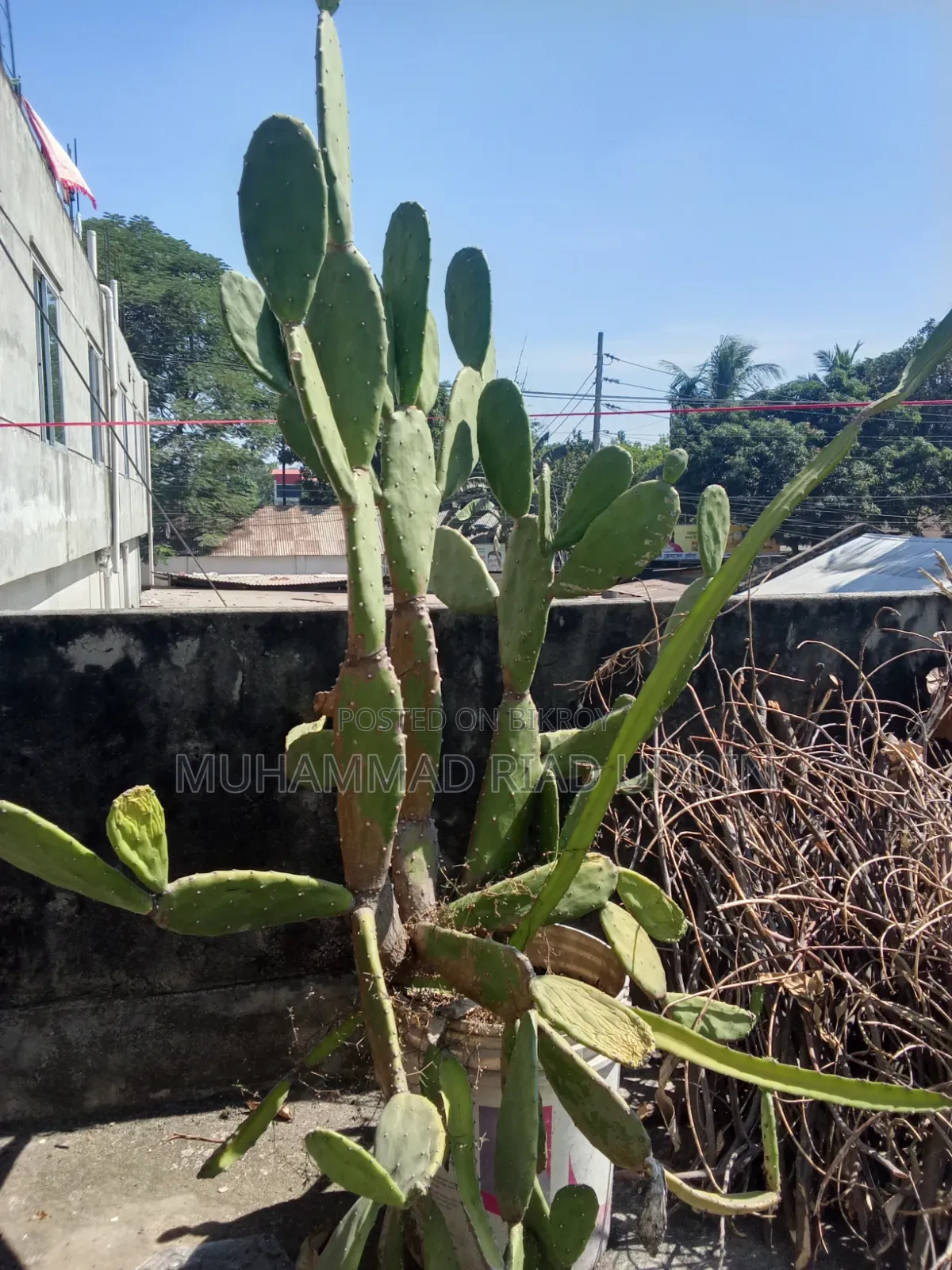 Prickly Pear Cactus / Opuntia Phanimansa