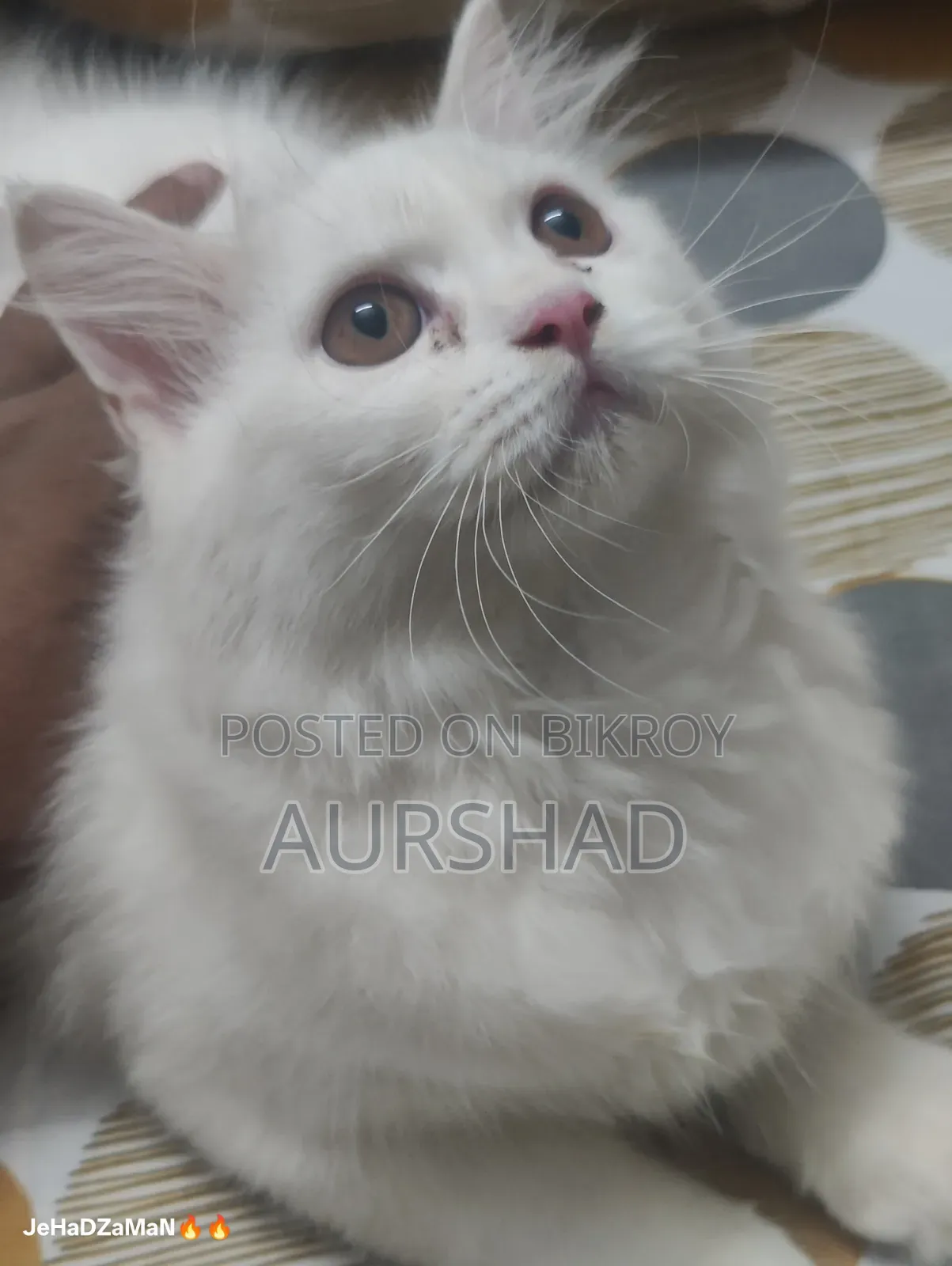 ১-৩ মাস বয়সী পুরুষ পিওর পারসিয়ান