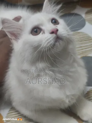 ১-৩ মাস বয়সী পুরুষ পিওর পারসিয়ান