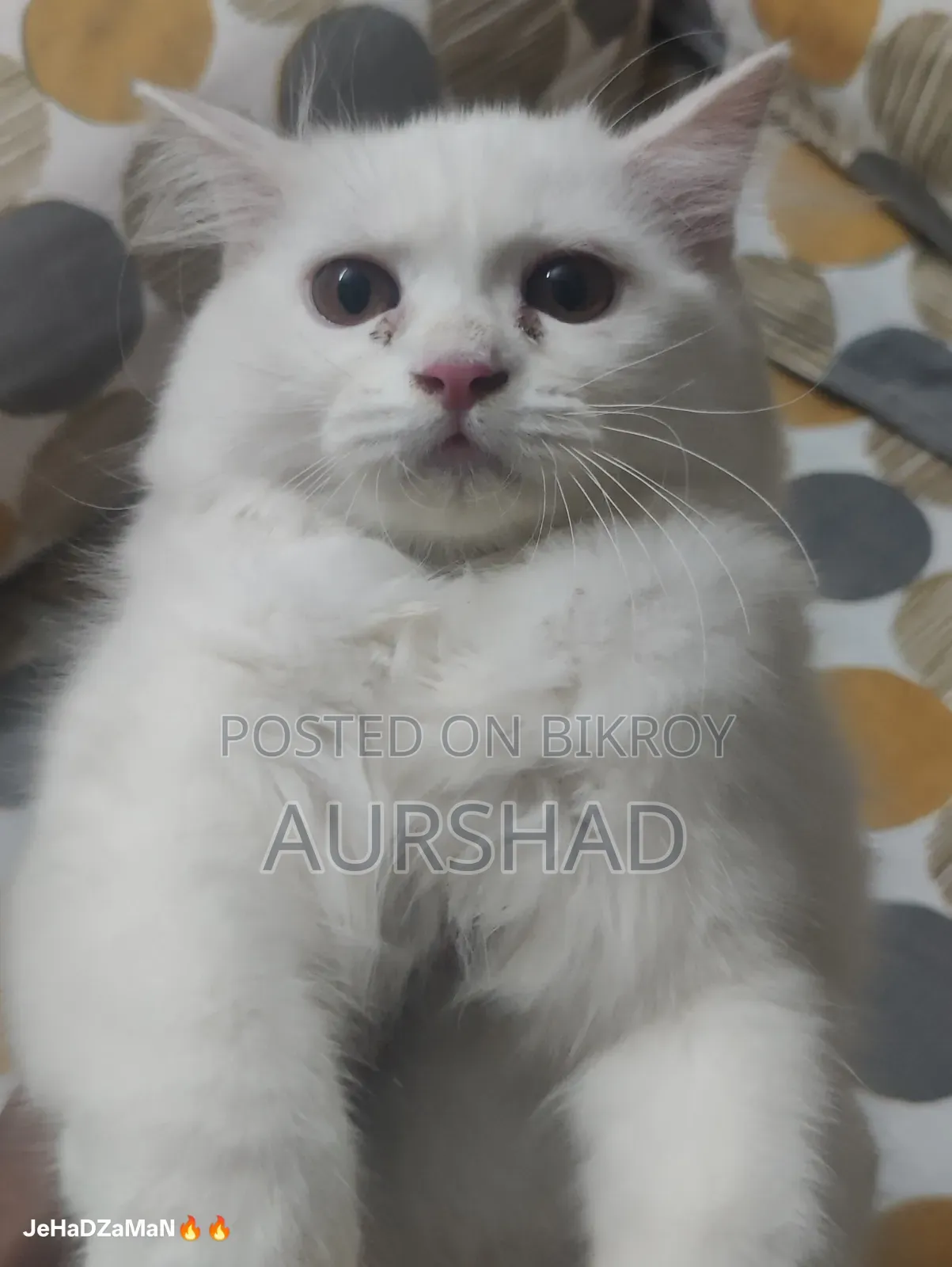 ১-৩ মাস বয়সী পুরুষ পিওর পারসিয়ান