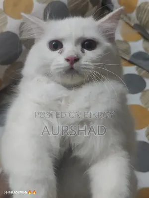 ১-৩ মাস বয়সী পুরুষ পিওর পারসিয়ান