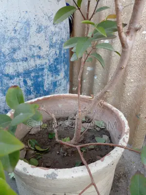 রেড হাইব্রিড জাবুটিকাবা ফল ধরা