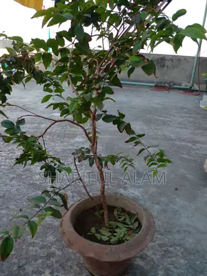 রেড হাইব্রিড জাবুটিকাবা ফল ধরা