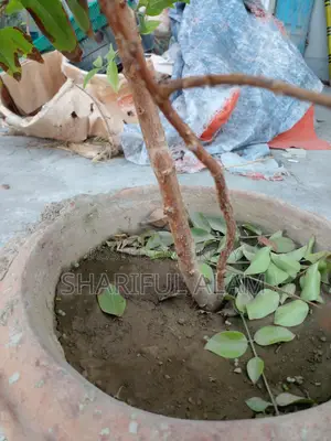 রেড হাইব্রিড জাবুটিকাবা ফল ধরা