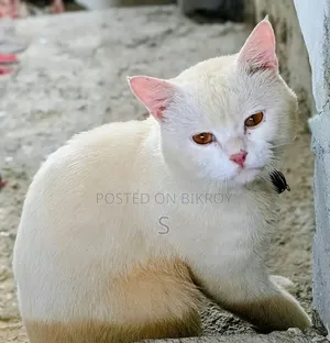 ১+ বছরের পুরুষ মিশ্র জাতের পার্সিয়ান