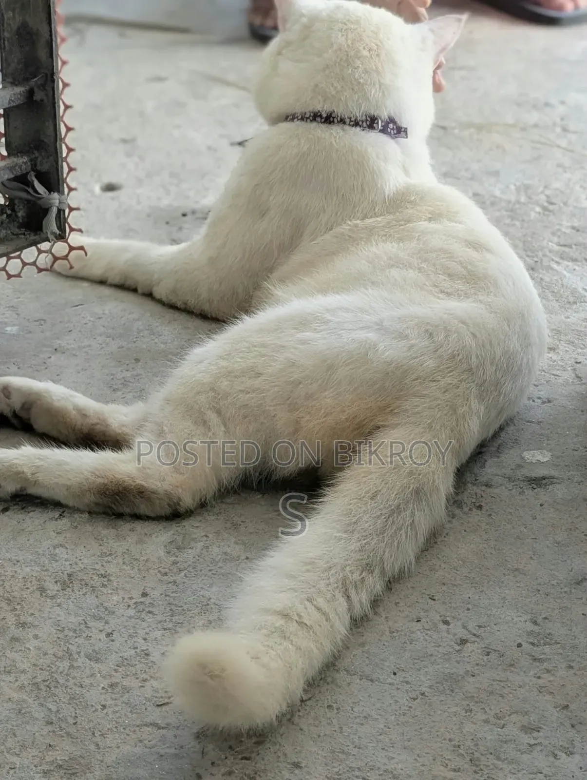 ১+ বছরের পুরুষ মিশ্র জাতের পার্সিয়ান