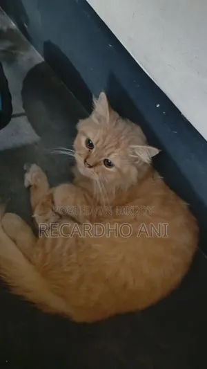 ৬-১২ মাস বয়সী ফিমেল পিওরব্রেড পারসিয়ান