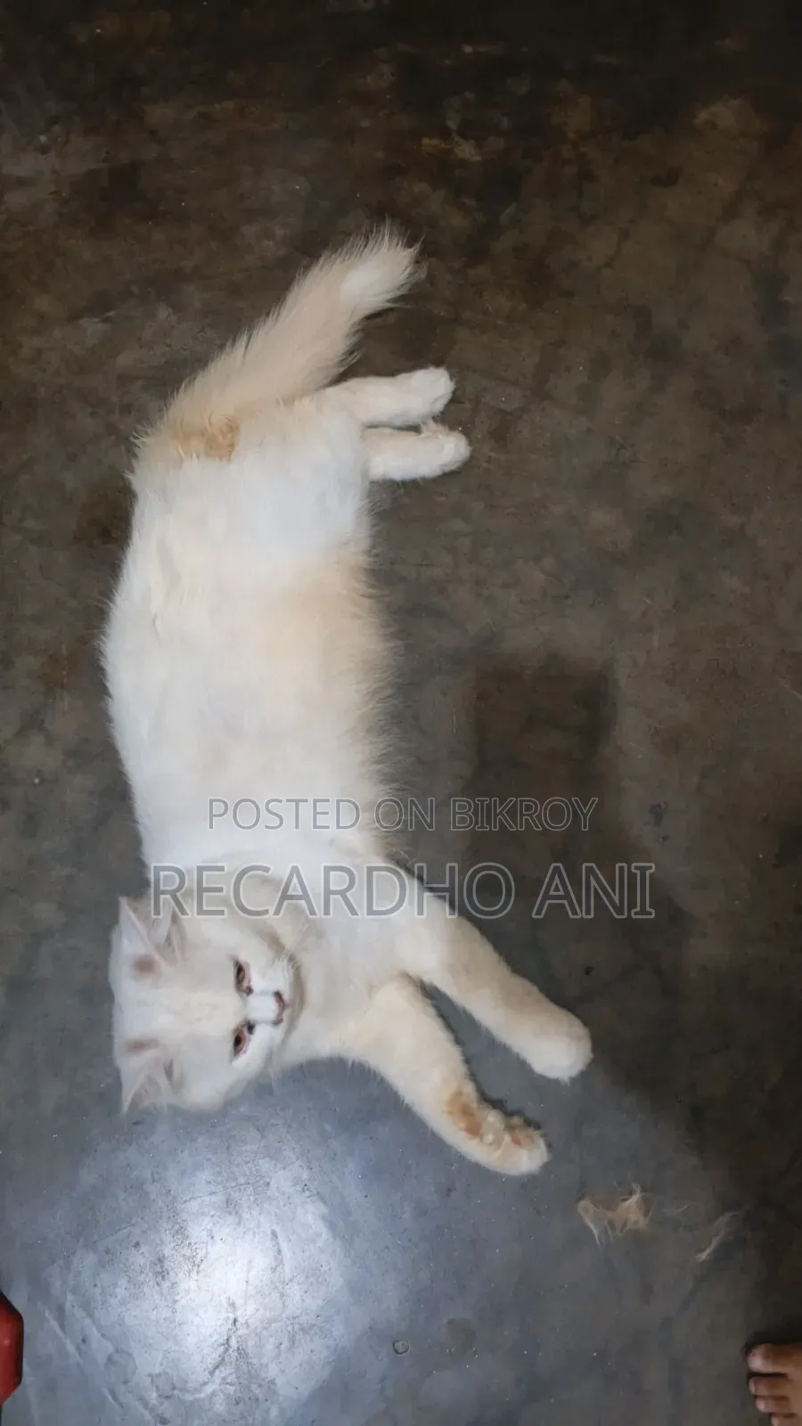 ৬-১২ মাস বয়সী ফিমেল পিওরব্রেড পারসিয়ান