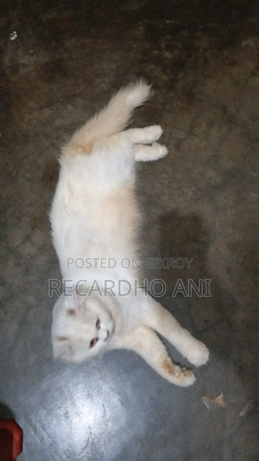৬-১২ মাস বয়সী ফিমেল পিওরব্রেড পারসিয়ান