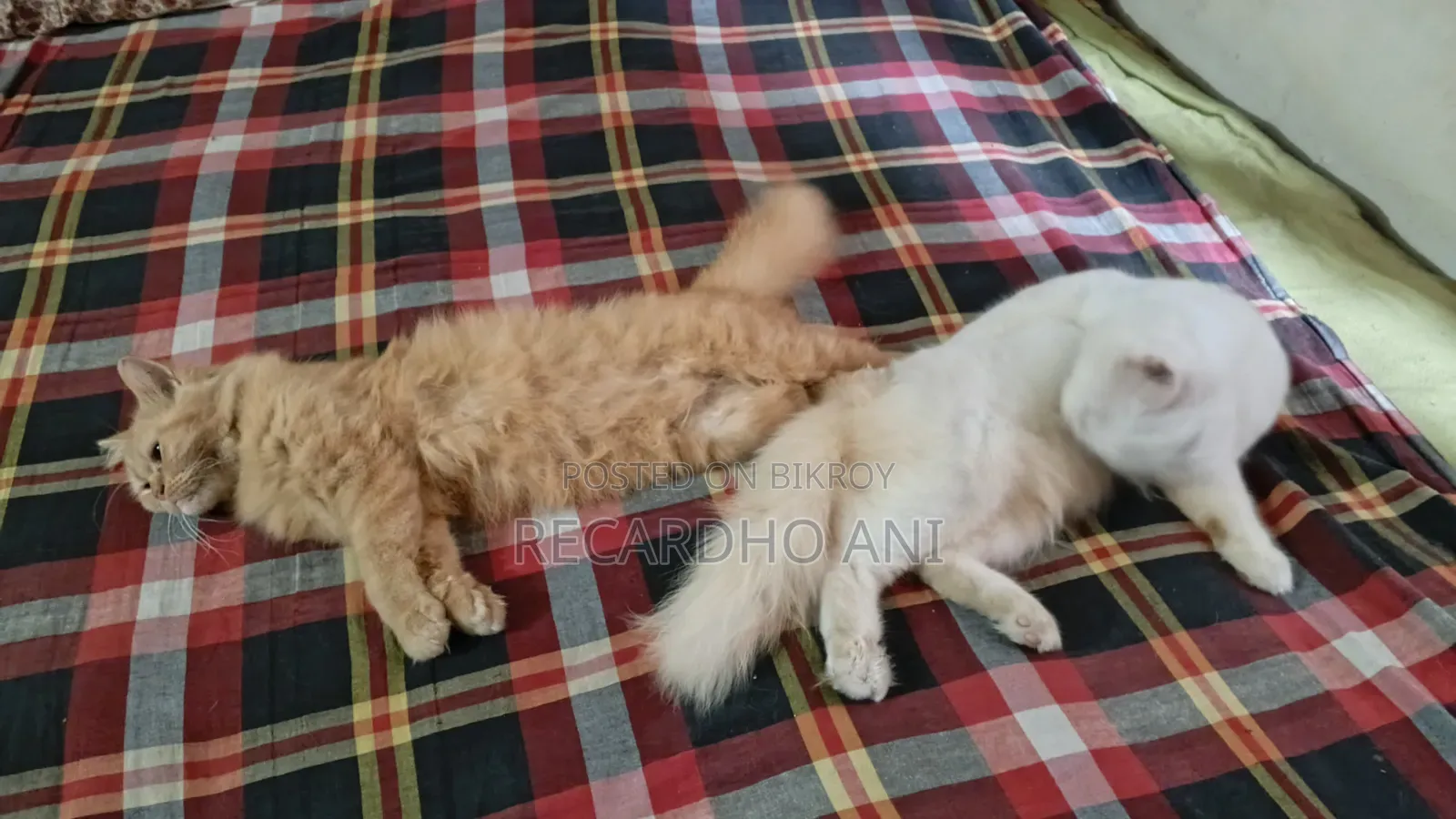 ৬-১২ মাস বয়সী ফিমেল পিওরব্রেড পারসিয়ান