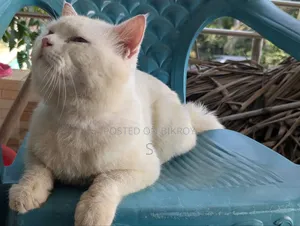 ১+ বছরের পুরুষ মিশ্র জাতের পার্সিয়ান