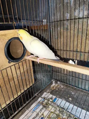 New Adult Lutino Cockatiel Pair