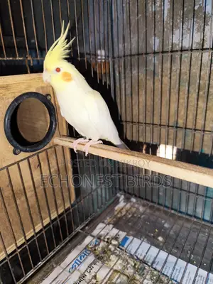 New Adult Lutino Cockatiel Pair