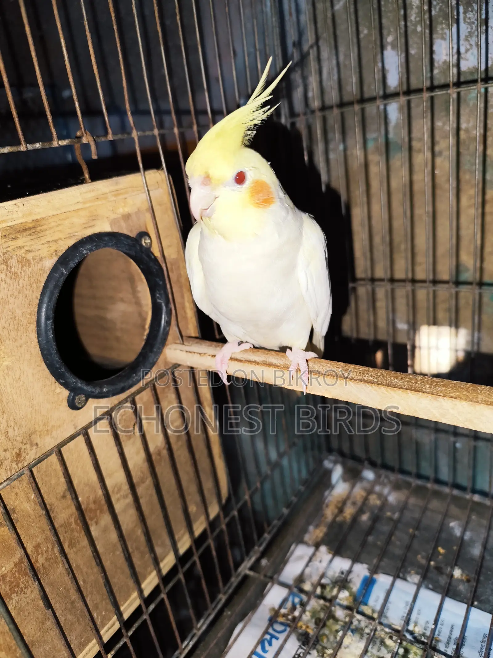 New Adult Lutino Cockatiel Pair