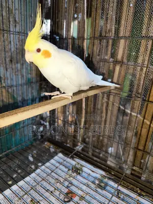 New Adult Lutino Cockatiel Pair