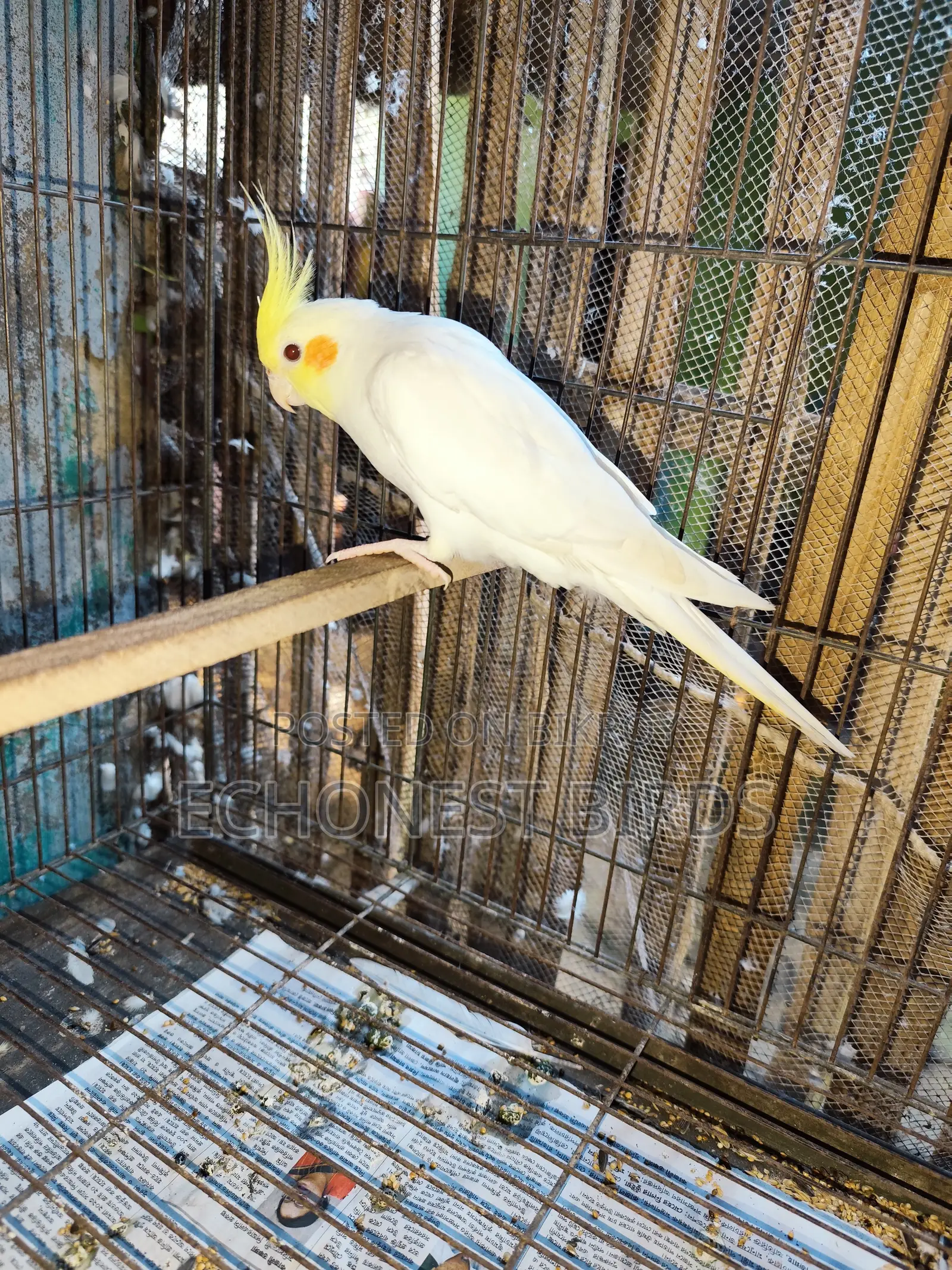 New Adult Lutino Cockatiel Pair