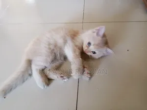 ১-৩ মাসের ফিমেল পিওরব্রেড পার্সিয়ান