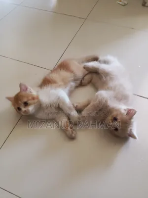 ১-৩ মাসের ফিমেল পিওরব্রেড পার্সিয়ান