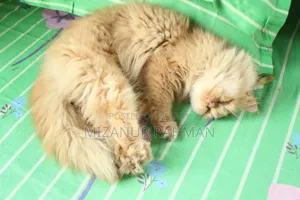 ১-৩ মাসের ফিমেল পিওরব্রেড পার্সিয়ান