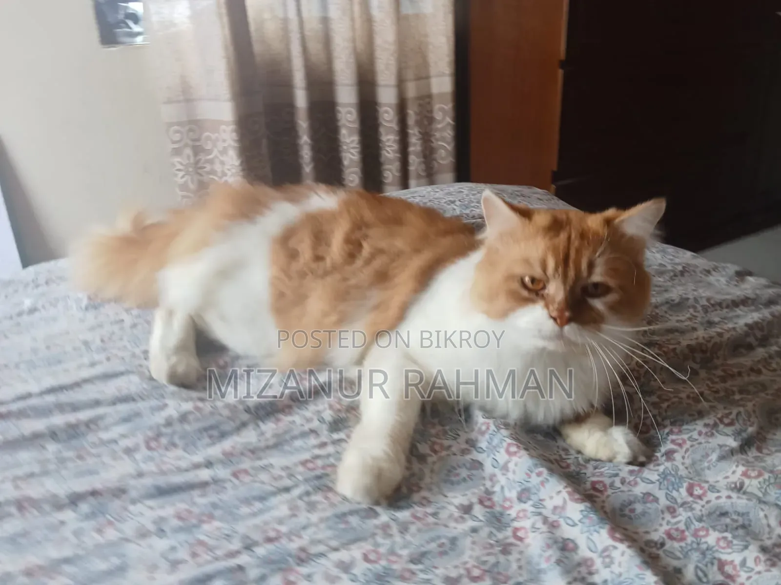 ১-৩ মাসের ফিমেল পিওরব্রেড পার্সিয়ান