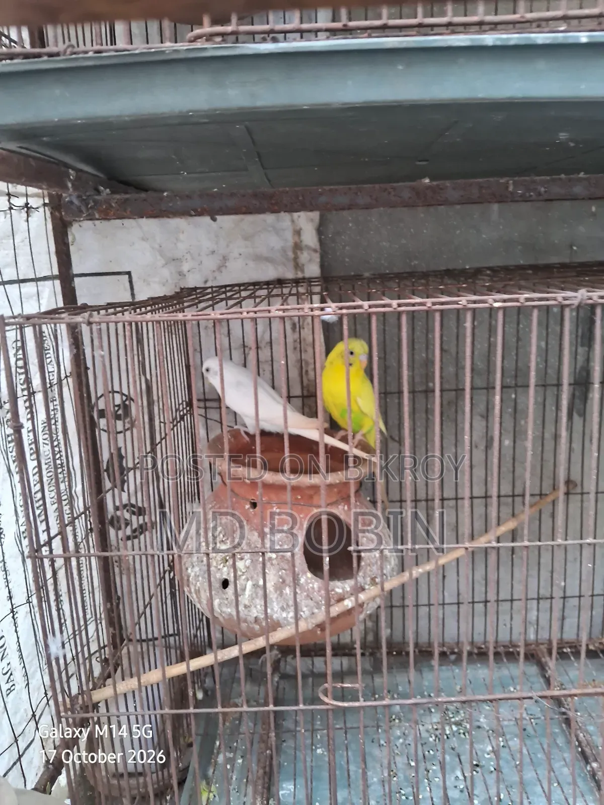 Budgerigar Birds