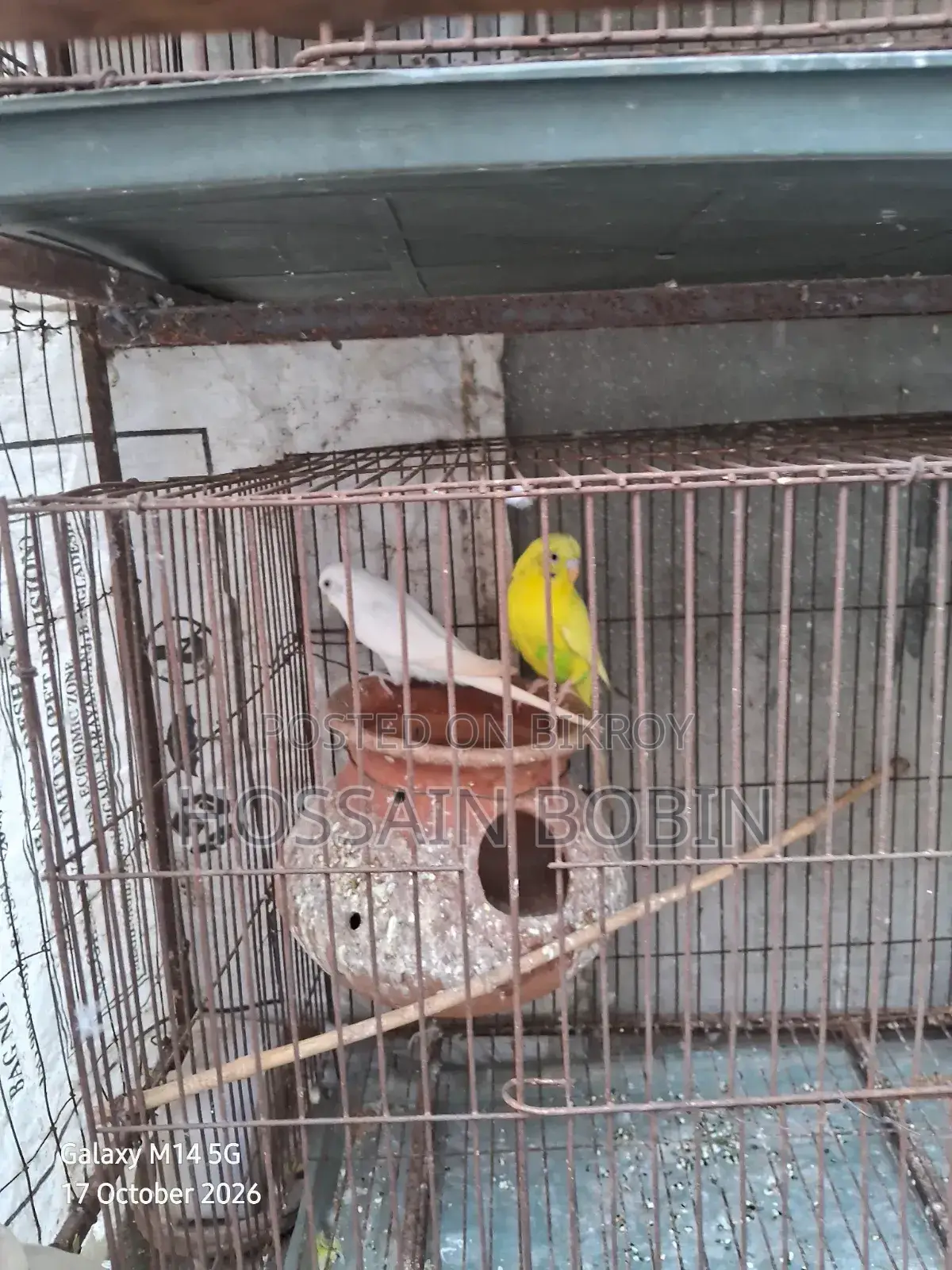 Budgerigar Birds (Emergency Sell)