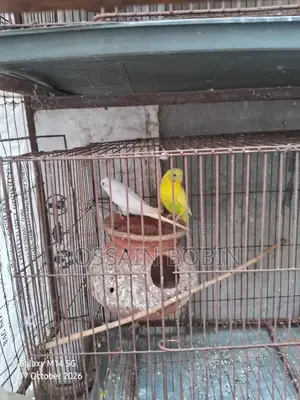 Budgerigar Birds (Emergency Sell)