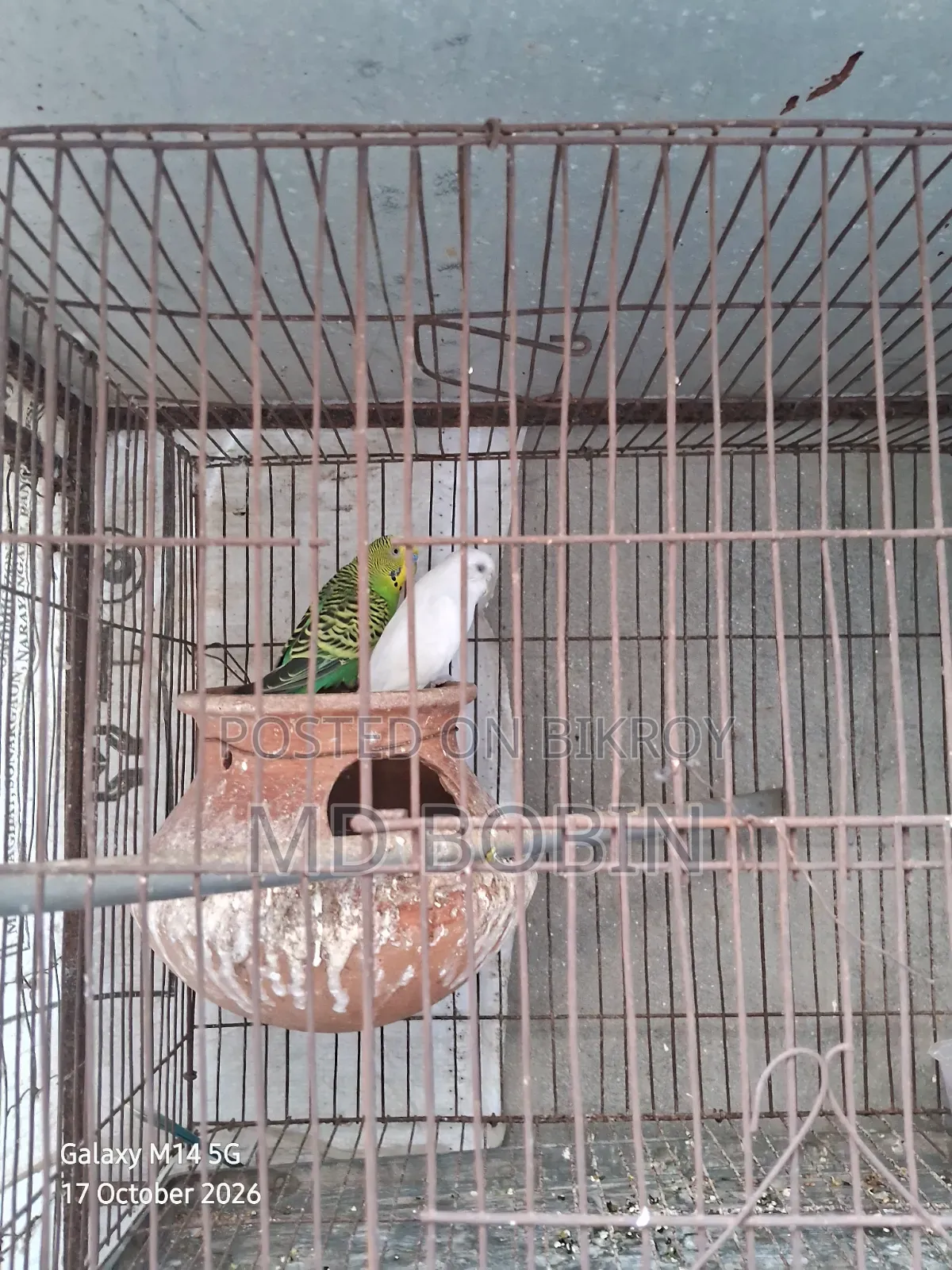 Budgerigar Birds