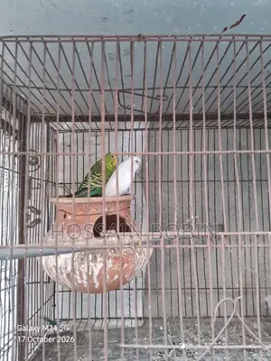 Budgerigar Birds (Emergency Sell)